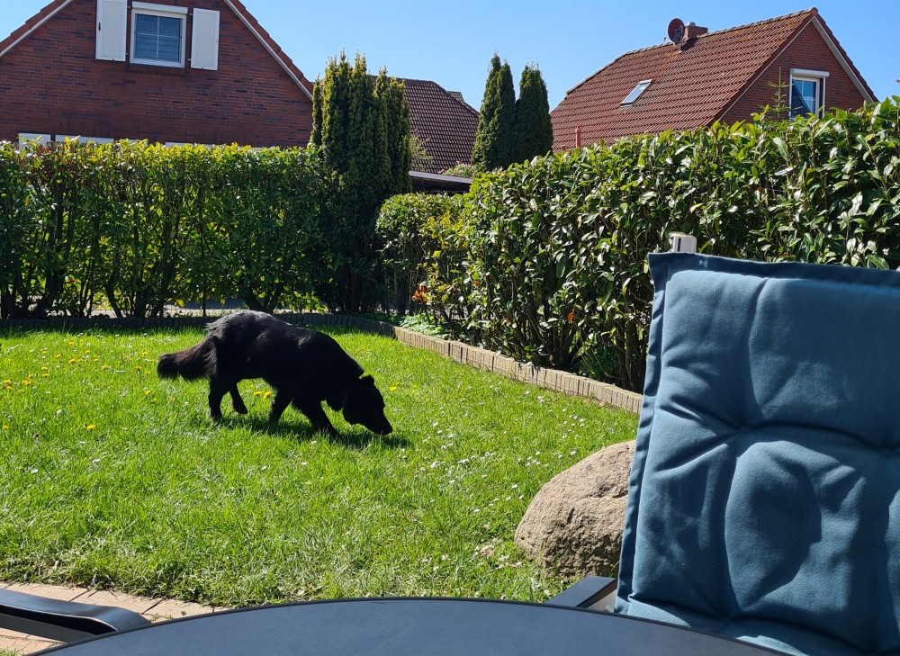 Garten mit Hund Hund im Garten