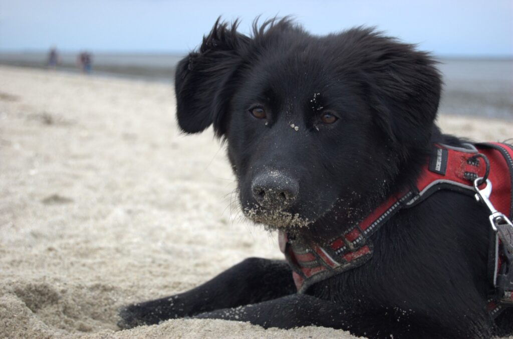 Hund am Strand